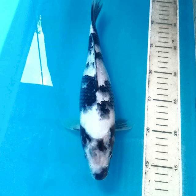 Shiro, 30 cm