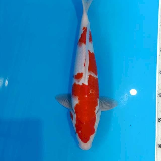 Kohaku 35cm Male