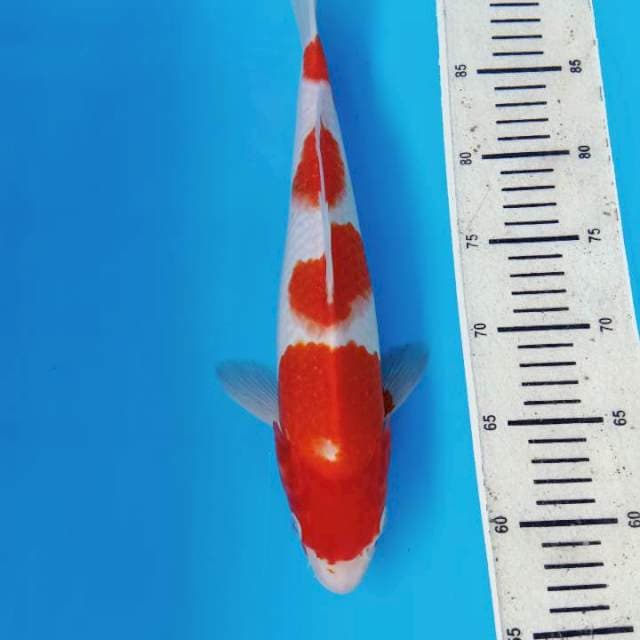 Kohaku 4step 35cm Male