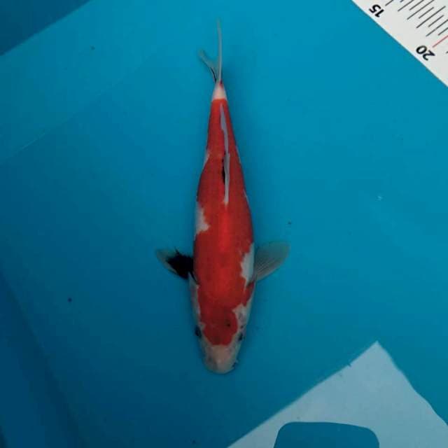 Showa b 25cm