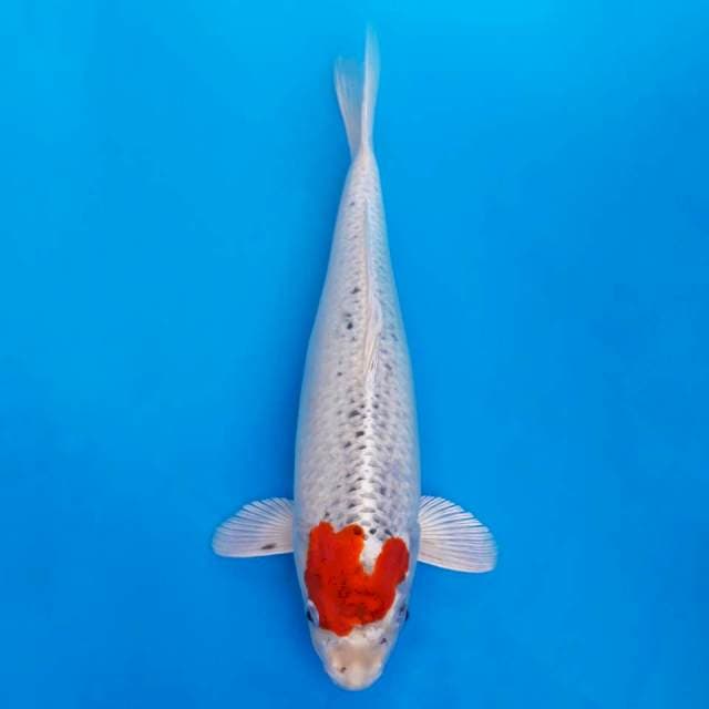 Kaneko tancho kujaku 37cm non-serti