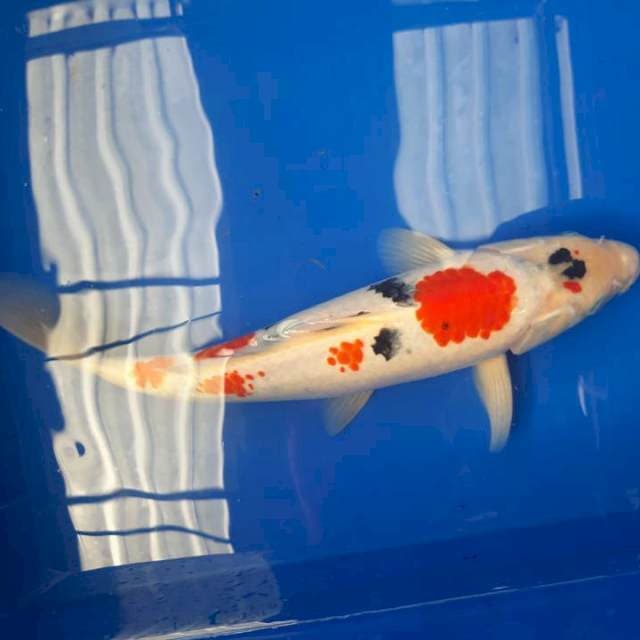 Sanke kanoko