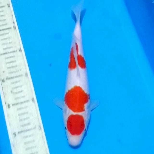 Maruten Kohaku