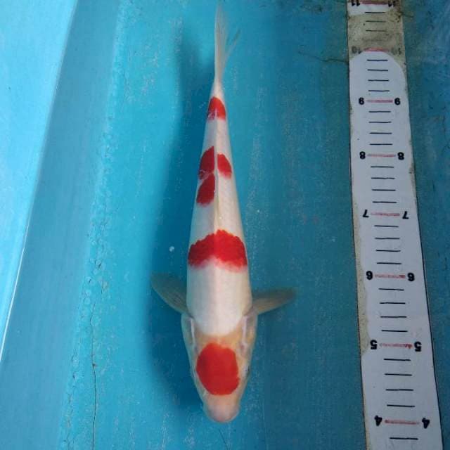 Maruten kohaku asli 30cm