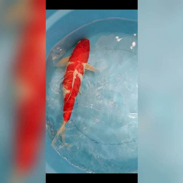 Kohaku strong 35 cm
