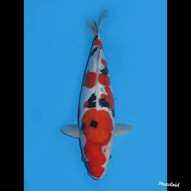36cm , Female ,- Sanke Doitsu Murni