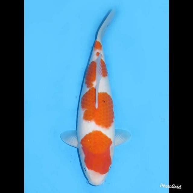 34cm , Male ,- Taisho Sanke Tategoi Original