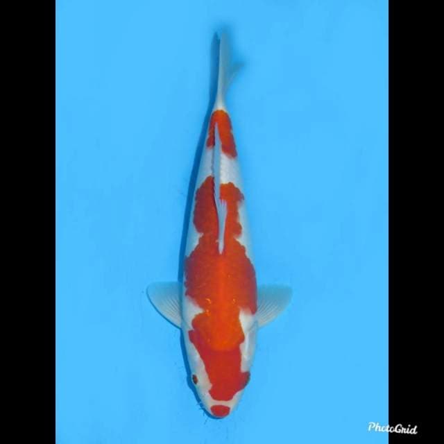 32cm , Male ,- Nidan Kohaku HQ 