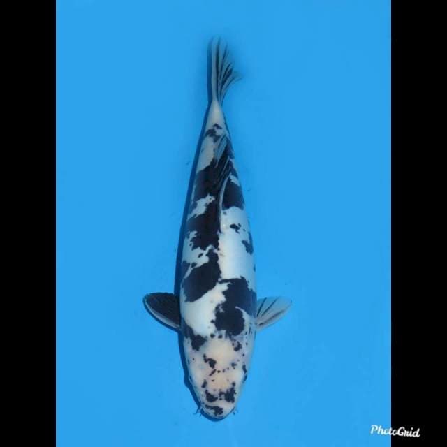 37cm , Male ,- Shiro Doitsu Murni , 