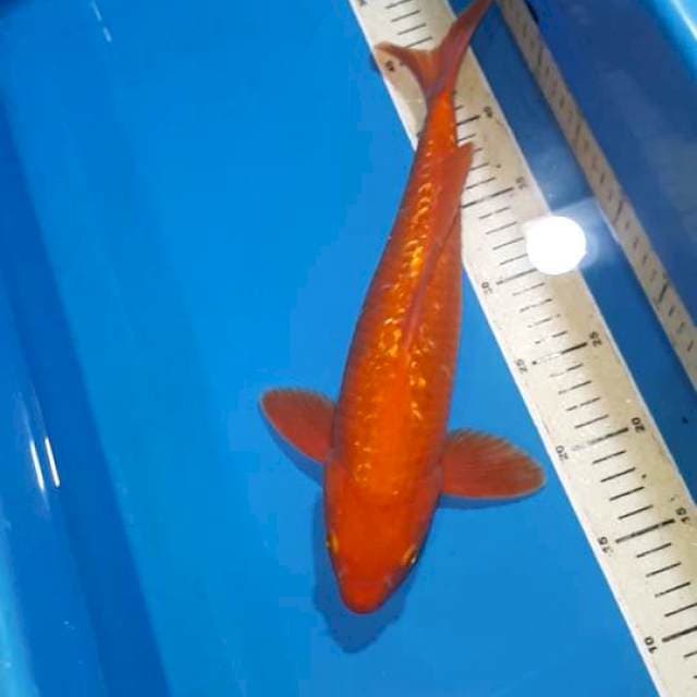 BENIGOI GINDRIN 35 CM JANTAN