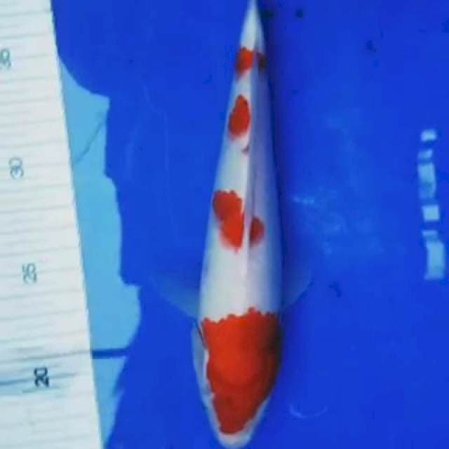 Kohaku 24 cm.