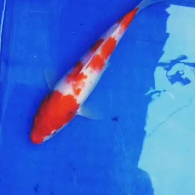 Kohaku 24cm