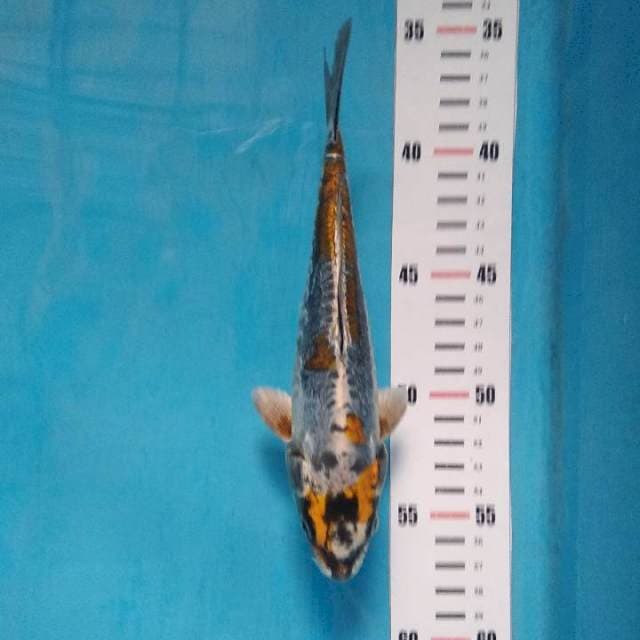 *ki kikokuryu * 17 cm* male