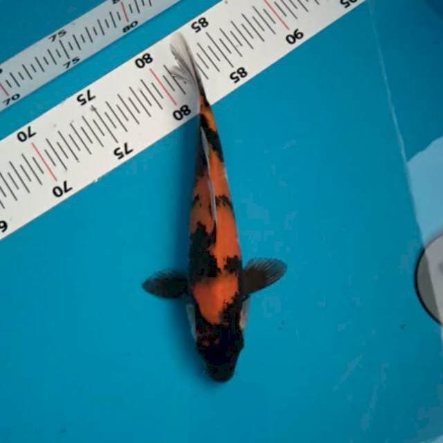 Hishowa 24cm strong
