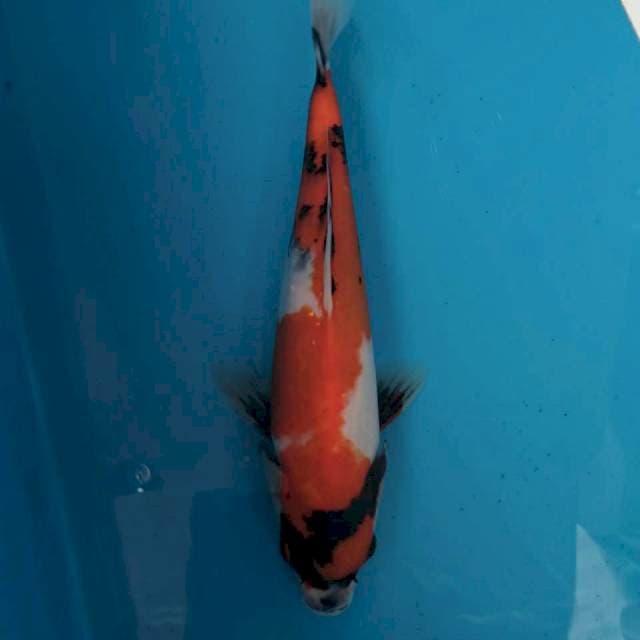 Showa hualus ndan 27cm