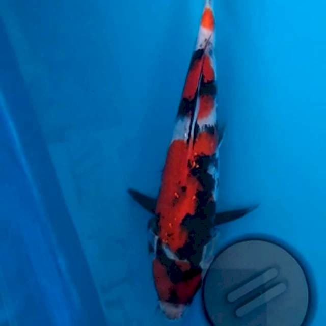 Maruten showa 27cm