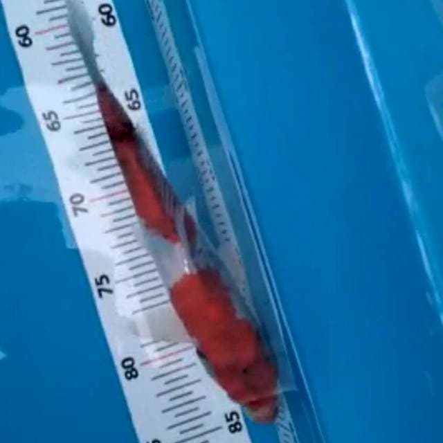 Showa unyu2 26cm