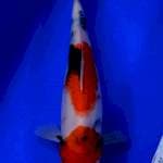 Kindai showa tategoi..28cm female