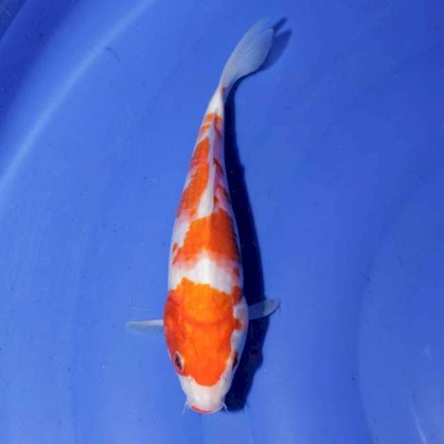 Kohaku 25 cm