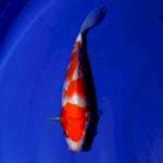 Kohaku 25 cm