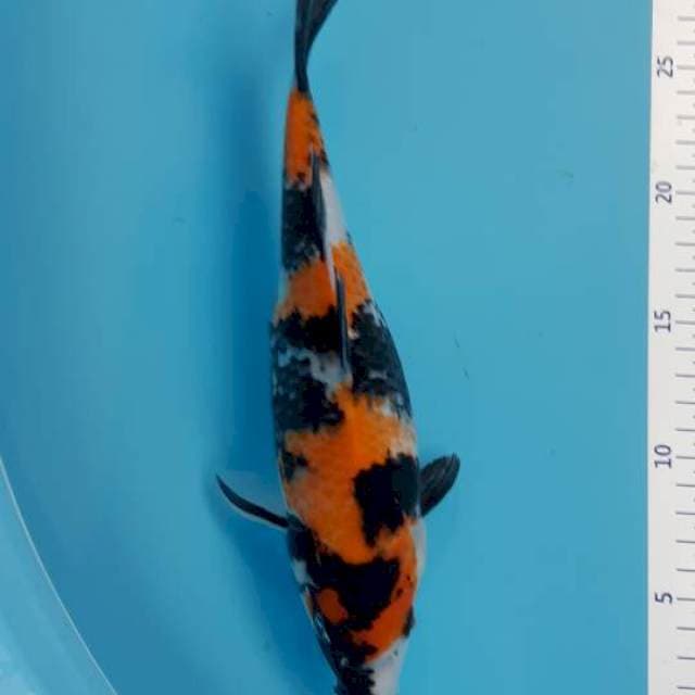 Showa 25cm