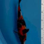 Showa 25cm