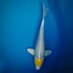 Tancho Hariwake 25cm