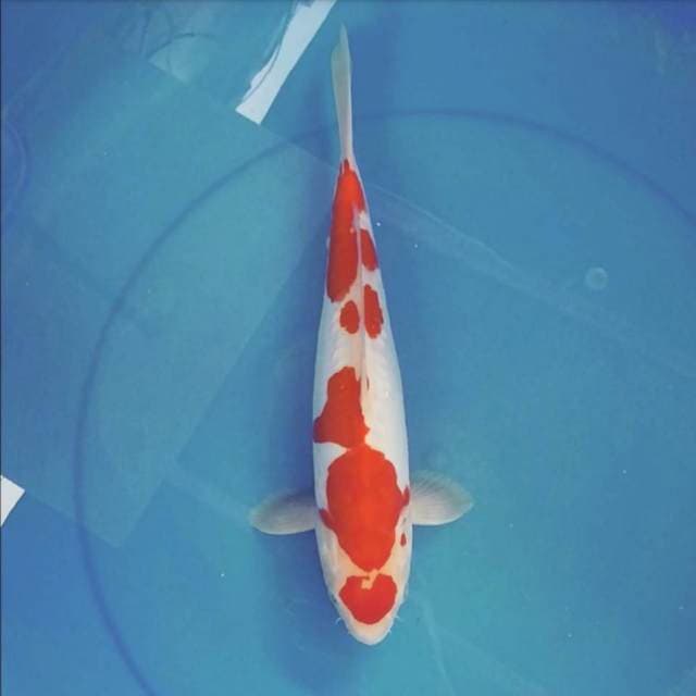 Kohaku male