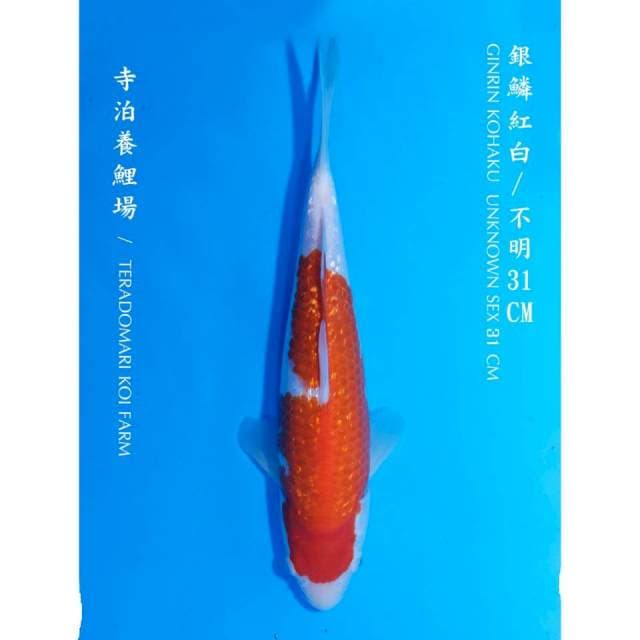 Kohaku ginrin teradomari