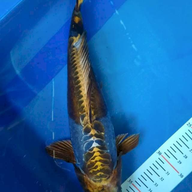 Kiko 30cm
