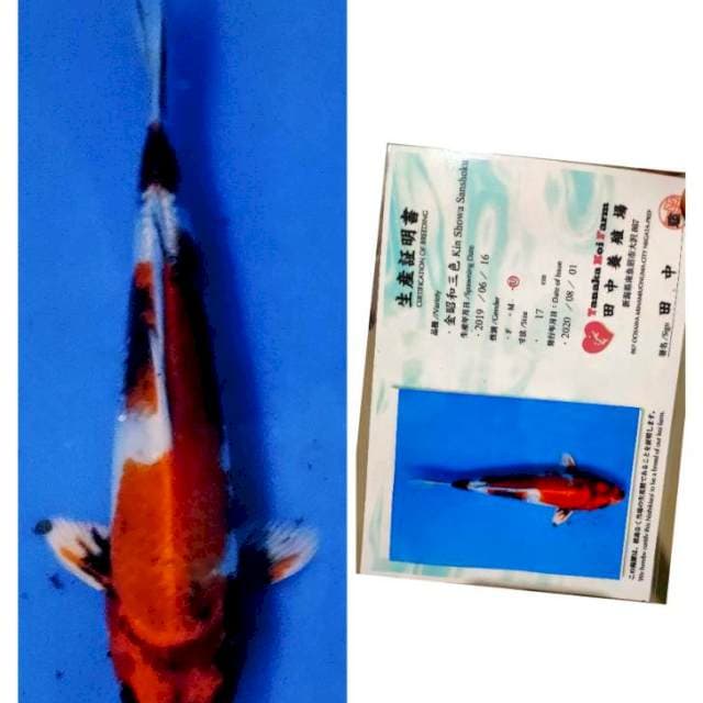 Rare item kin showa tanaka