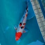 Jumbo Male Sakura Sanke 44cm