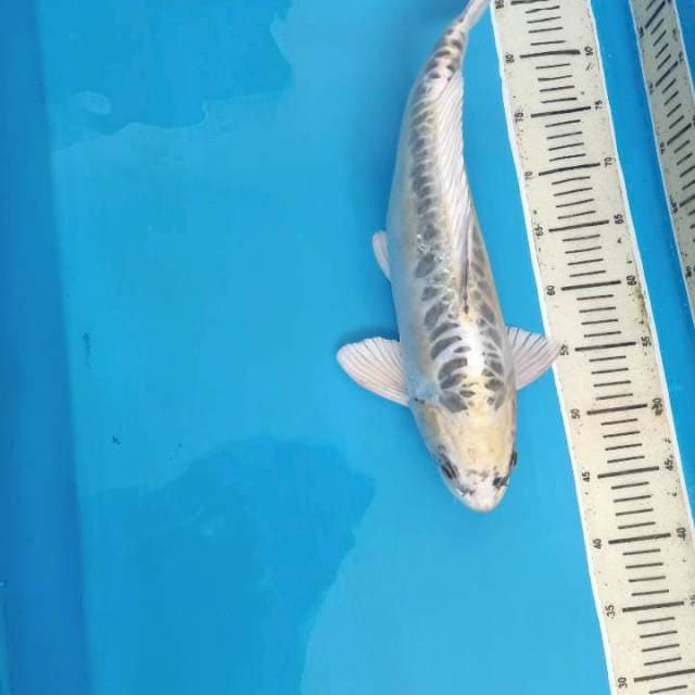 48 cm Male rare item