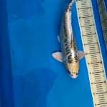 48 cm Male rare item