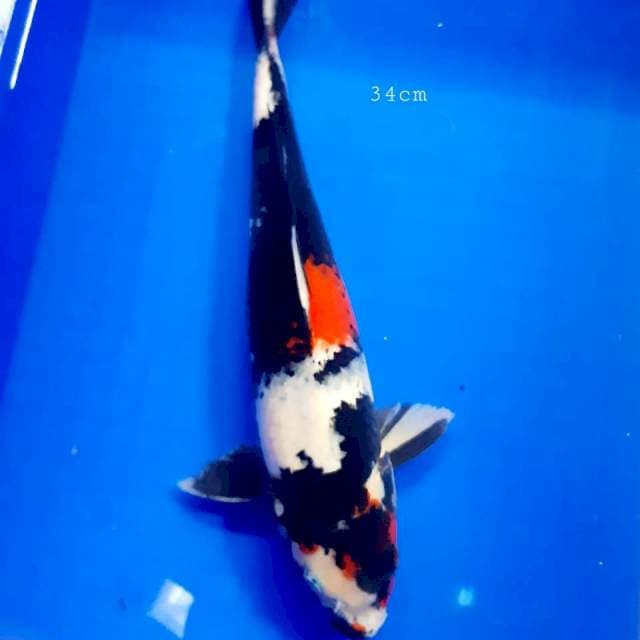 Showa sansoku 34cm Male