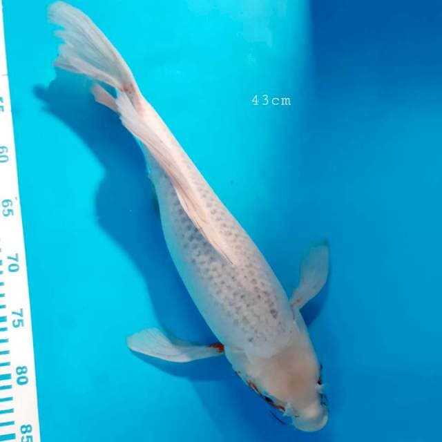 Asagi kumpai 43cm