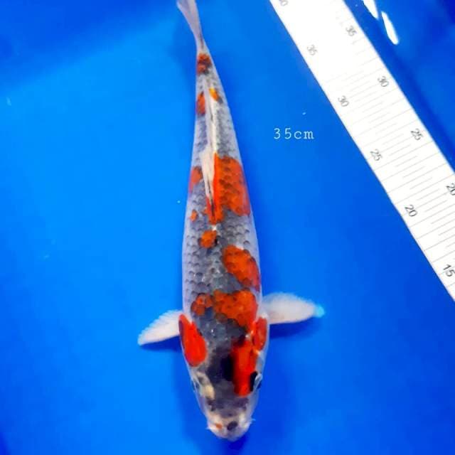 Goshiki 35cm