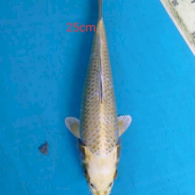 ginmaksuba