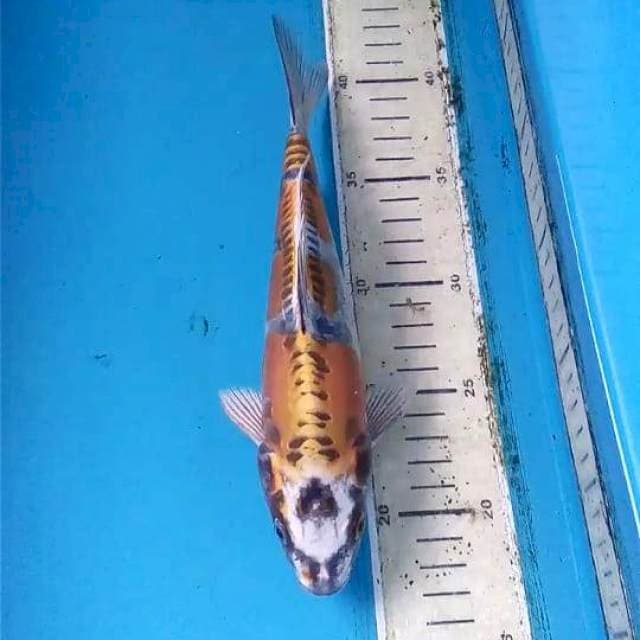 Kikokuryu 24cm