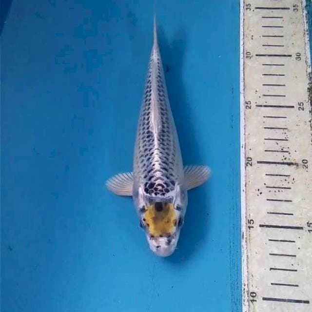 Tancho 21cm