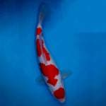 Kohaku 4 step F1 A (36cm, female)