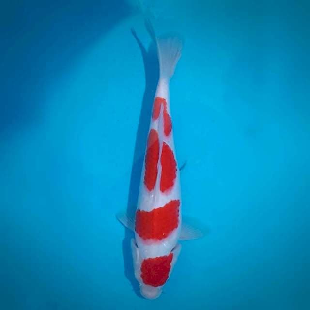 Kohaku 4 step F1 B (37cm, female)