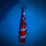 Kohaku 4 step F1 B (37cm, female)