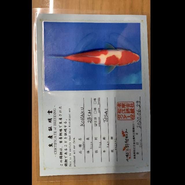 IMPOR MATSUE KOHAKU