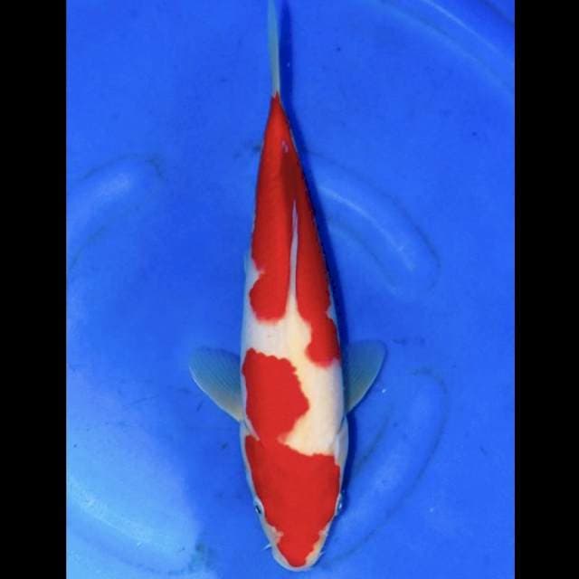 IMPOR MATSUE KOHAKU
