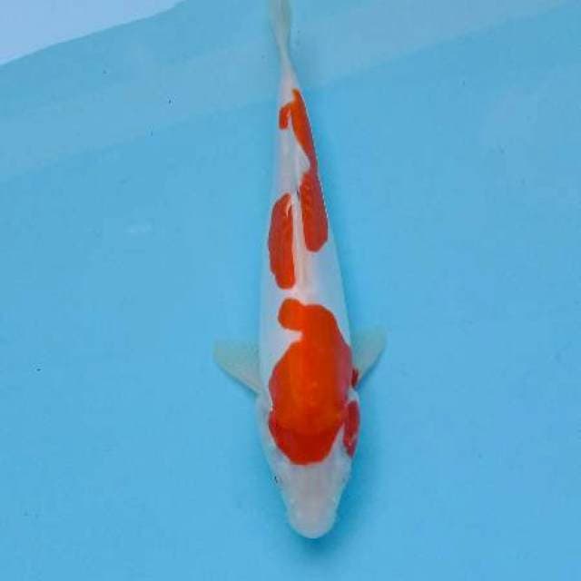 Doitsu kohaku