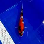 Showa 20cm, sumi teball, calon juara 