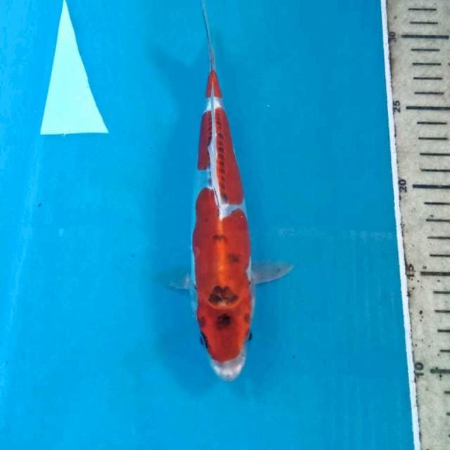 Goshiki Doitsu, 21 cm