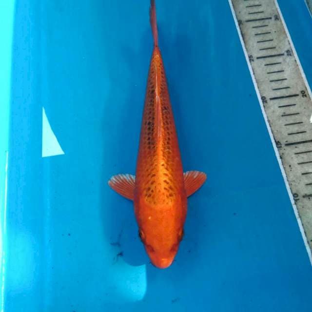 Aka Matsuba, 25 cm