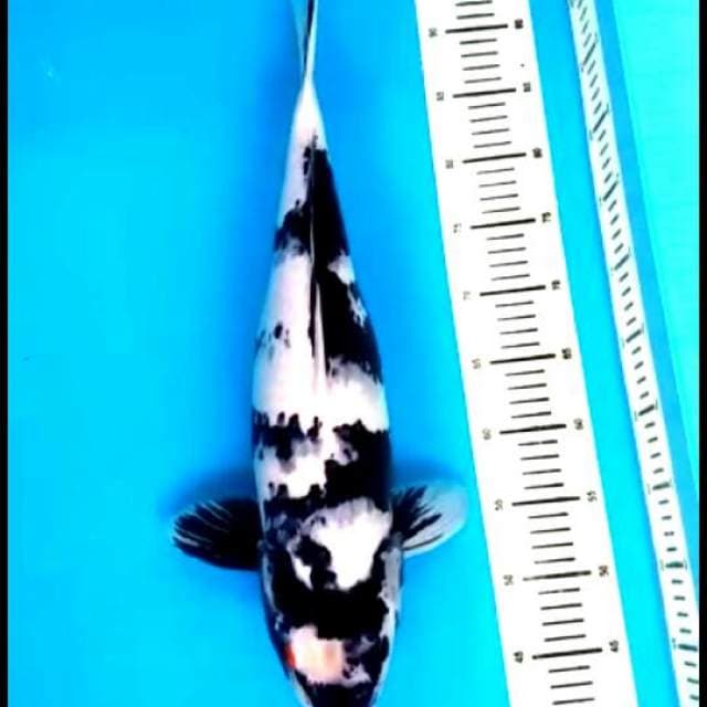 Shiro 53cm